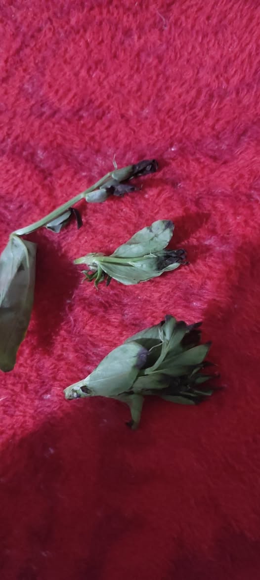 السلام عليكم 
اسباب نشفان أطراف ورق الفول